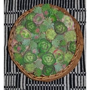 Woven Wicker Planter Wall Decor Basket